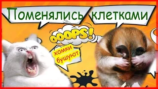 Поменялись клетками. Хомки бушуют!