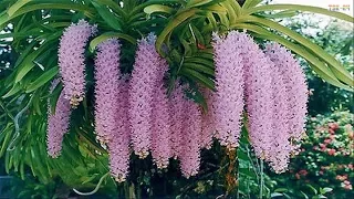 The Most Beautiful Orchids in the World
