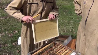БАКФАСТ и КАРНИКА весенние расширение пчелосемей вощиной