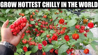 Grow World's Hottest Pepper in Pots | SEED TO HARVEST