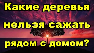 Какие деревья нельзя сажать рядом с домом | Народные приметы