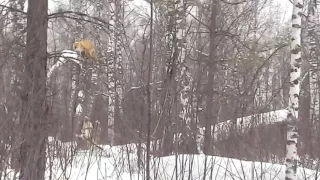 Очередной трофей-лиса на дереве!