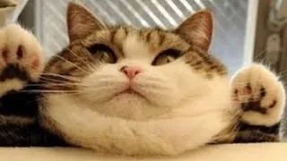 Cute and Funny Cat Videos to Keep You Smiling!😻 Don't try to hold back Laughter 😹 - MEOWLAND