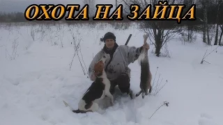 Охота на зайца. 9-й зайчик,енот и стрельба по лисе.