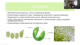 Протисты. Одноклеточные водоросли. Хлорелла и хламидомонада