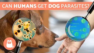 Can Humans Get PARASITES From DOGS? - Zoonotic Diseases