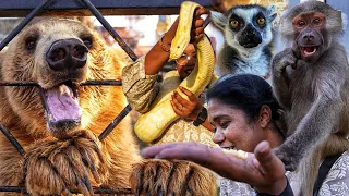 எல்லாம் கொலப்பசில இருப்பாங்க போல | Feeding Exotic Animals inside the Cage
