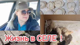 Что с РАССАДОЙ? / ОДНА на КЛАДБИЩЕ/ опять Болтаю/ леплю ПЕЛЬМЕНИ