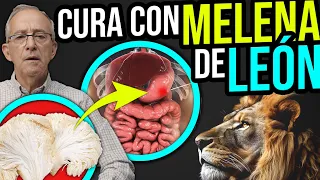 🦁 MELENA DE LEON Nutritiva Y Medicinal - Oswaldo Restrepo RSC