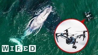 How Drones Catch Whale Snot for Biology Research | WIRED