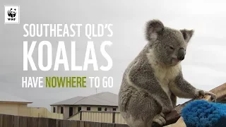 Nowhere To Go For Southeast Queensland's Koalas | WWF-Australia