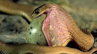 serpent qui mange un oeuf