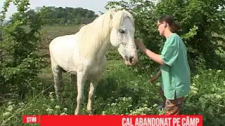 Cal abandonat pe câmp