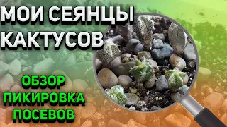 Мои сеянцы кактусов. Обзор. Пикировка кактусов. Уход за кактусами.