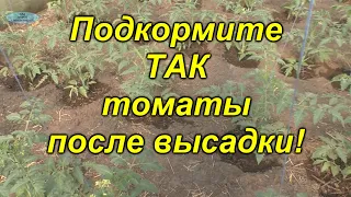 Важная подкормка томатов после высадки! (не пропустите!!!)