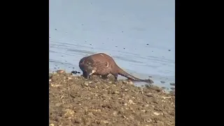 Otter VS Bald Eagle