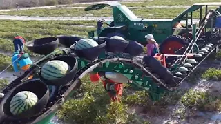 Amazing Agricultural Harvest With Modern Machines At New Level - Powerful Agriculture Machines ▶3