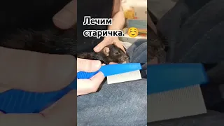 Процесс лечения старенькой крысы и грумминг. 🐭 #cuterats #fancyrats #funnypets #волонтерство