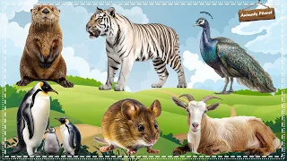 Cutest Animal Moments with Sounds: White Tiger, Otter, Peacock, Penguin, Mouse, Goat