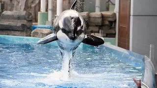 ５歳になったシャチの「リン」公開訓練　名古屋港水族館