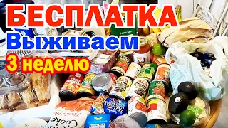 США 🇺🇸 бесплатная еда в Америке  / 3 неделя на продуктах с Фуд Банка