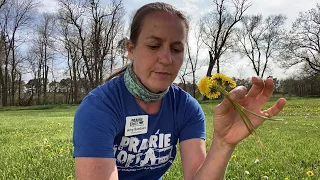 How to Make a Dandelion Crown