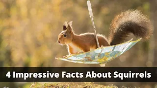 4 Impressive Squirrel Facts That You Probably Didn’t Know