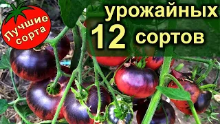 УРОЖАЙНЫЕ ВЫСОКИЕ ТОМАТЫ 2021 (лучшие сорта томатов)