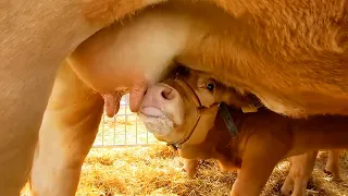 Kalb schmatzt am Euter der Kuh Mutter und trinkt Milch