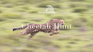 Cheetah Hunt | Fastest Land Animal on Earth @KichecheCamps