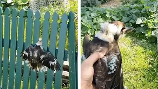 Man Saves Kookaburra Stuck In Fence