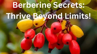 Berberine Suplement Benefits: How Much Berberine Do You Need To Take For Your Insulin Resistance