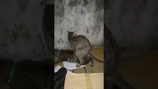 Asian leopard cat, mating