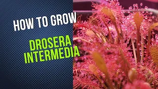 How to Grow and Propagate Drosera Intermedia (Carnivorous Plant Grow Guide)