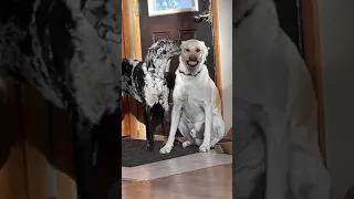 Dog Growls at Another Dog Licking Him Playfully - 1412200