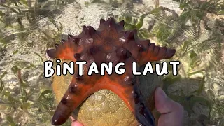 Mencari bintang laut, Taripang, ubur-ubur, bulu babi, kepiting, ular laut