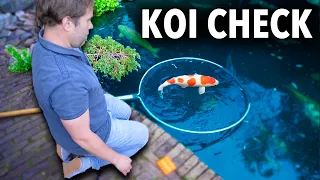 Koi Pond Tour and Fish Check (Great House 🏡 and Garden 🌸)