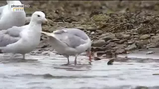 TIER DOKU deutsch HD  Die letzten Paradiese Bären und Lachse des Nordens Alaska