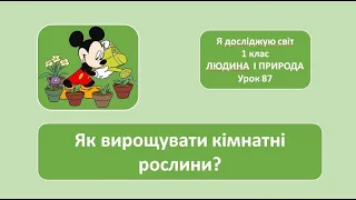 Як вирощувати кімнатні рослини? 1 клас