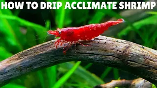 How To Drip Acclimate Shrimp