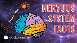 Nervous System Facts For Kids | How it Works, Anatomy, Facts