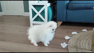 When baby pomeranian heard other doggi's barking（Episode1）