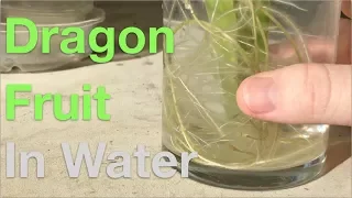 Dragon Fruit  - Interesting Propagation Method