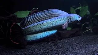 Channa Barca ..Meet "Jarvis" (ikan Kawan)