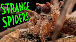 WEIRDEST Spiders in the WORLD - Another Top 5