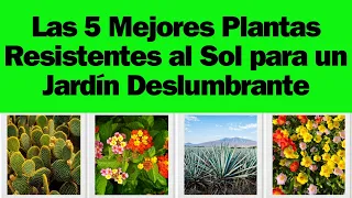 5 Plantas resistentes al sol que Transformarán tu Jardín #plantas #plantasdecasa #calor #sol #jardin
