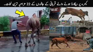 22 Eid Animals Funny Moments Caught On Camera | TOP X TV