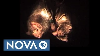 Vampire Bats Who Share Blood With Their Friends