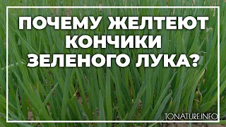 Почему желтеют кончики зеленого лука? | toNature.Info