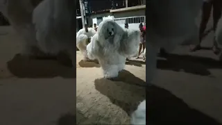 Urso da Paz se encontra com Urso Alfa